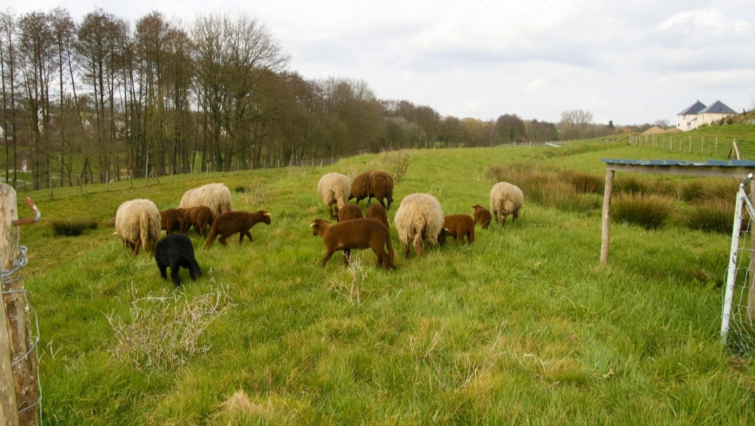 Arrivée des moutons du système bêêê